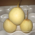 Fresh New Crop Yellow Ya Pear